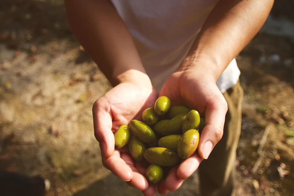 Hands cupping freshly harvested olives