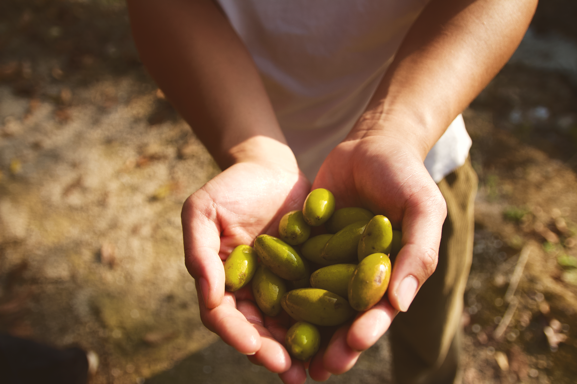green round fruits on persons hand