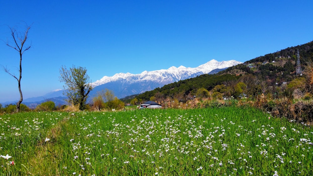 Grünes Grasfeld in Bergnähe unter blauem Himmel tagsüber