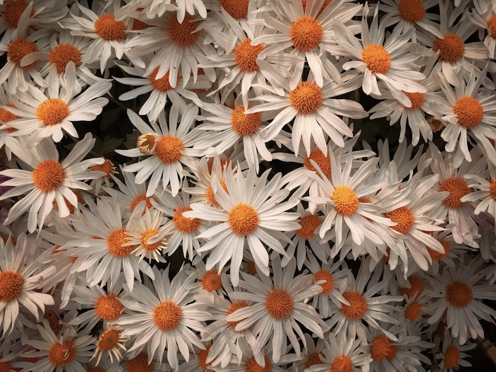 white and pink daisy flowers