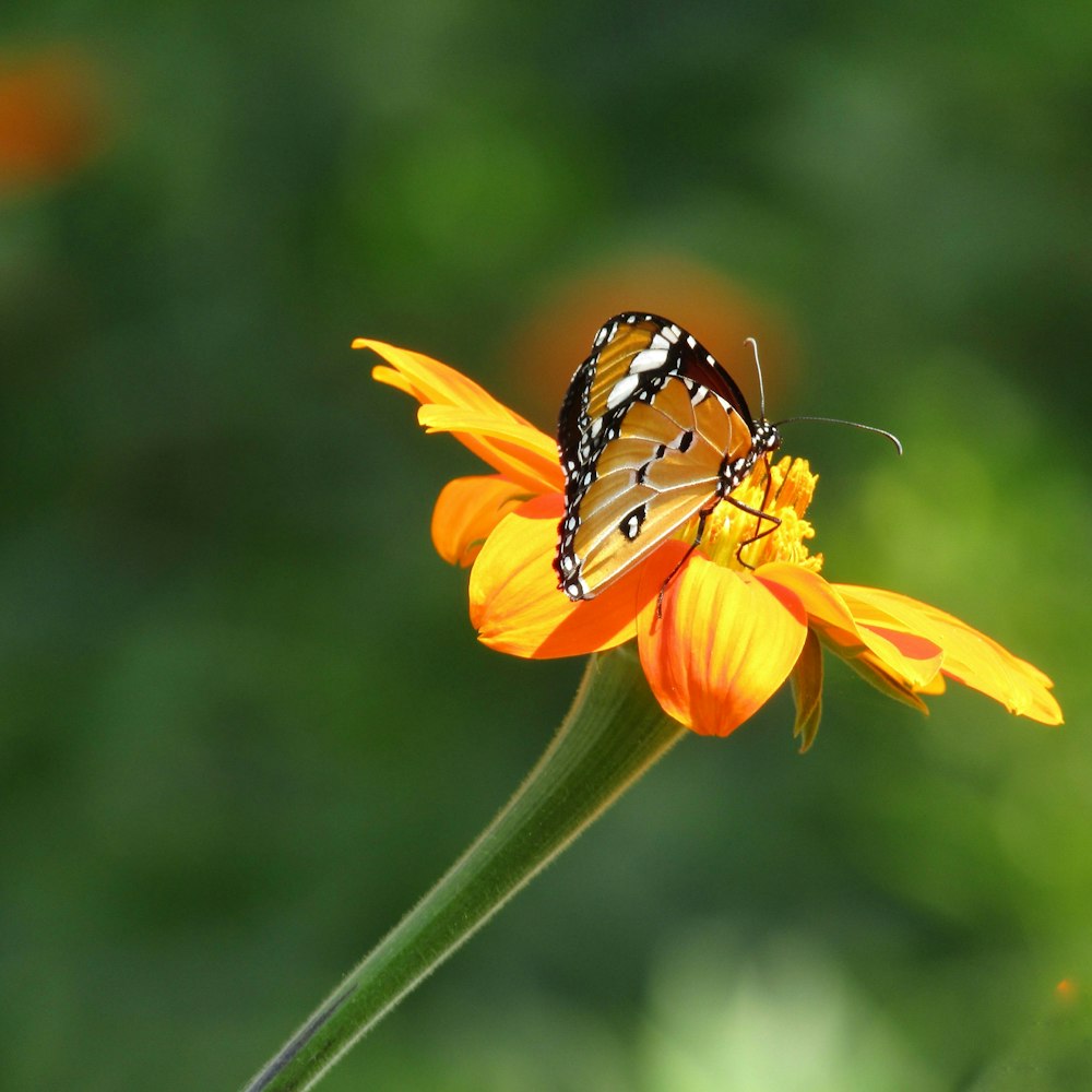 Black and brown butterfly on yellow flower photo – Free South ...