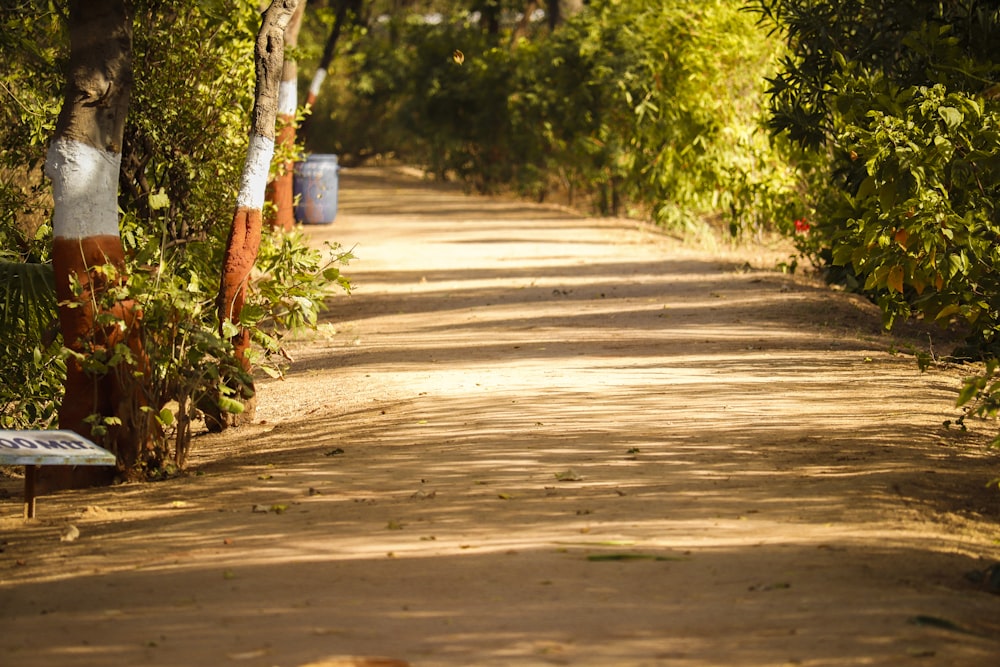 gray concrete road between green trees during daytime