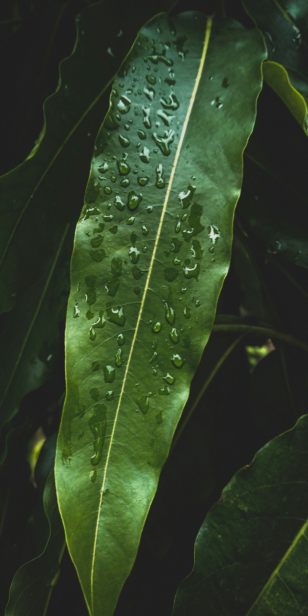 water droplets on green leaf