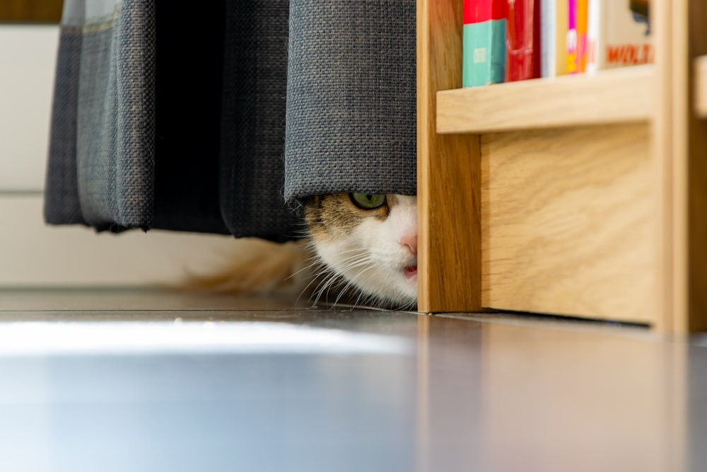 gatto marrone e bianco su mensola in legno marrone