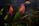 Close-up of a colorful guppy swimming among lush aquatic plants in a home aquarium.
