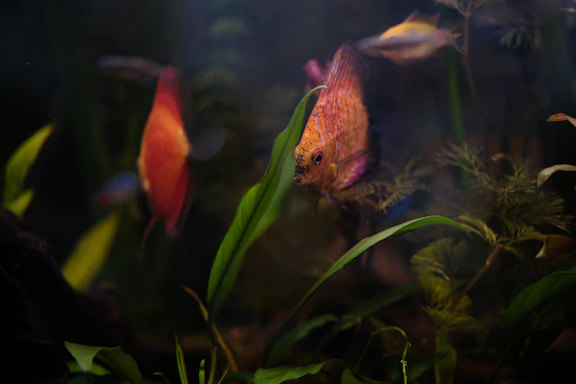 A vibrant aquarium showcasing colorful tropical fish and lush aquatic plants under soft lighting.