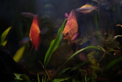 Several colorful fish swim amidst lush aquatic plants in a dimly lit aquarium, showcasing a serene underwater environment.