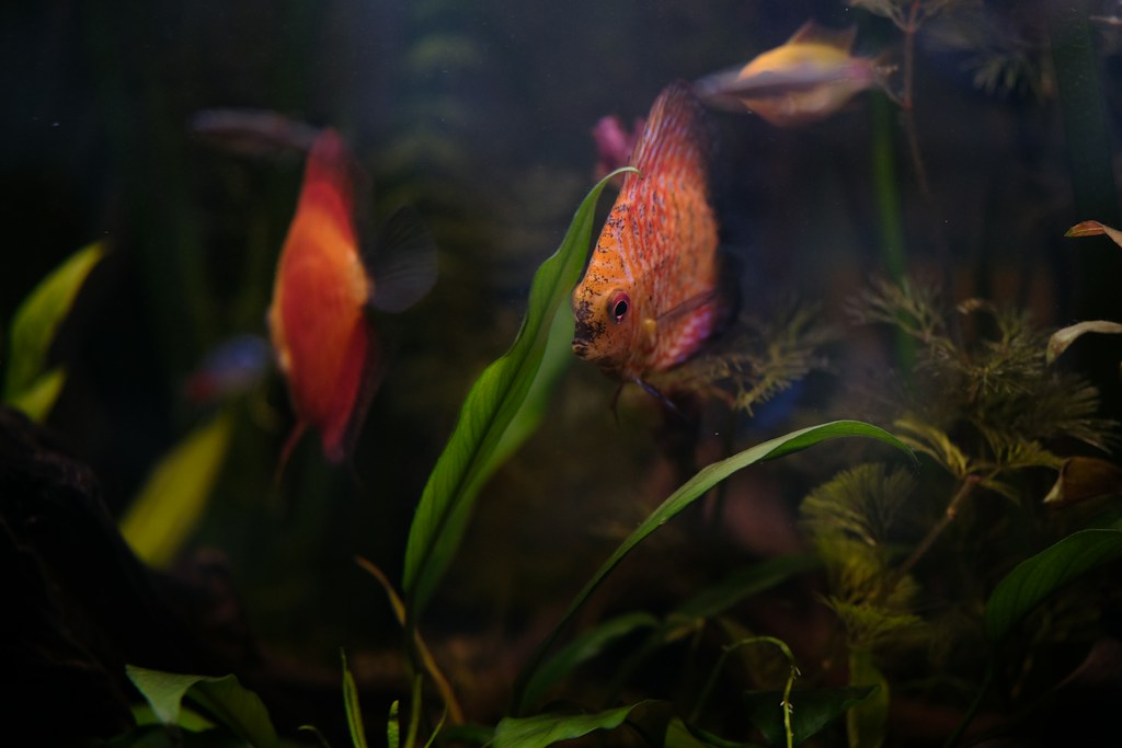 Nutrición para peces ornamentales