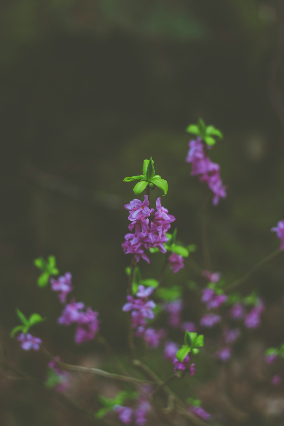 purple flowers in tilt shift lens