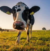 black and white cow on green grass field during daytime