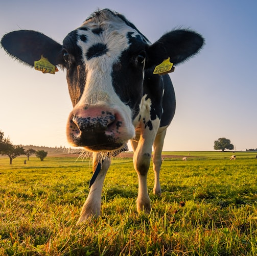 black and white cow on green grass field during daytime