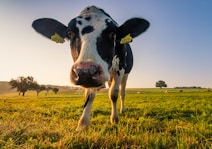 many homesteaders raise dairy cows or beef cows
