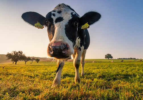 black and white cow on green grass field during daytime