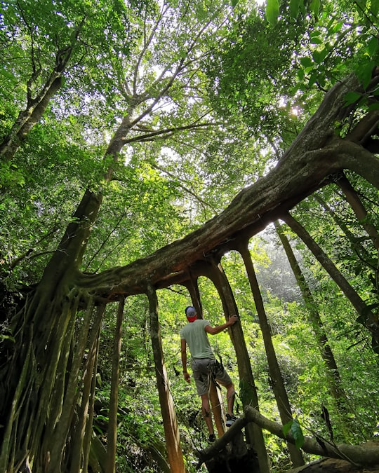 man in gray t-shirt and blue denim jeans standing on brown tree in Puntarenas Province Costa Rica