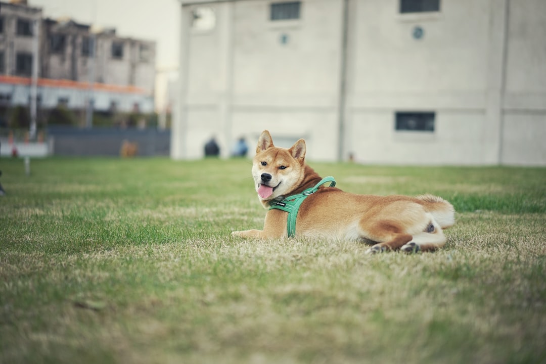 brown and white short coated dog on green grass field during daytime