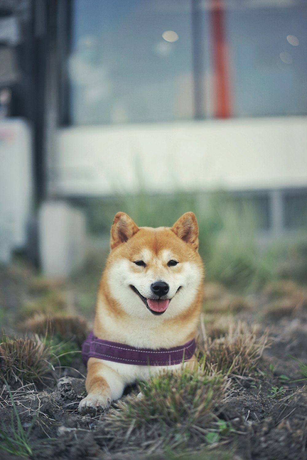 brown and white short coated dog on green grass during daytime