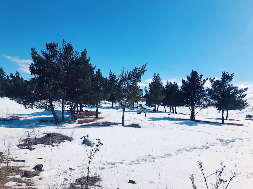 grüne Bäume tagsüber auf schneebedecktem Boden unter blauem Himmel