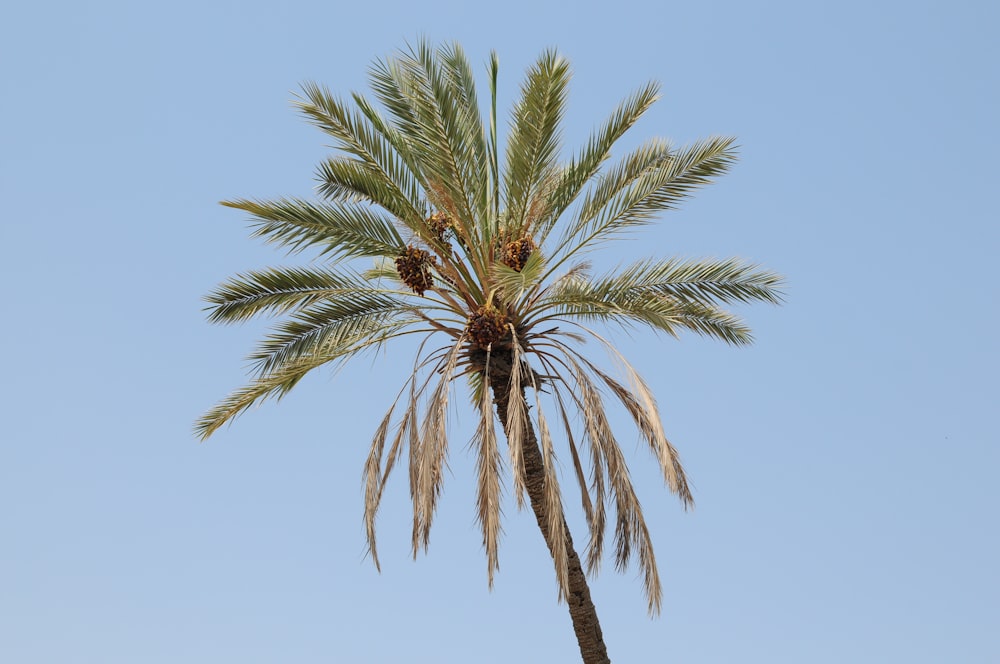 Grüne Palme unter blauem Himmel tagsüber