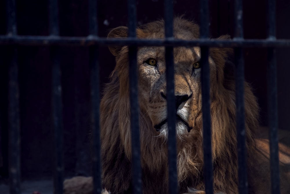 lion in cage during daytime