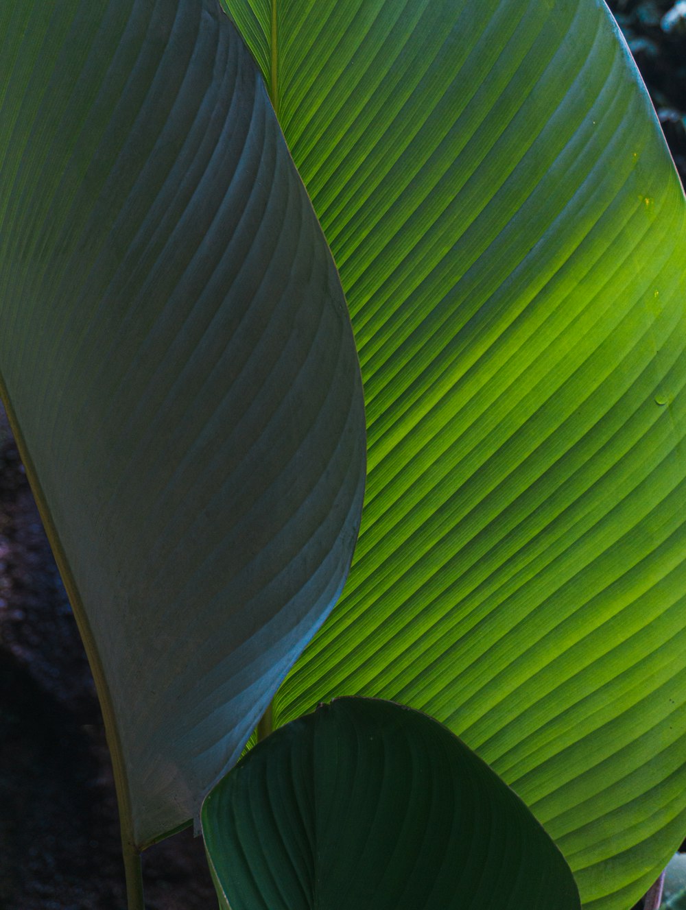 green and black striped textile