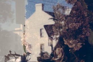A reflective image of a cluster of dried flowers and a house exterior. The composition features layers, blending indoor elements with an outdoor setting, giving a dreamy, artistic feel.
