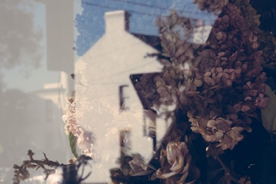 A reflective image of a cluster of dried flowers and a house exterior. The composition features layers, blending indoor elements with an outdoor setting, giving a dreamy, artistic feel.