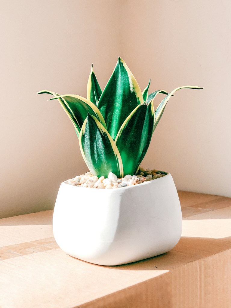 Indoor Green Plant