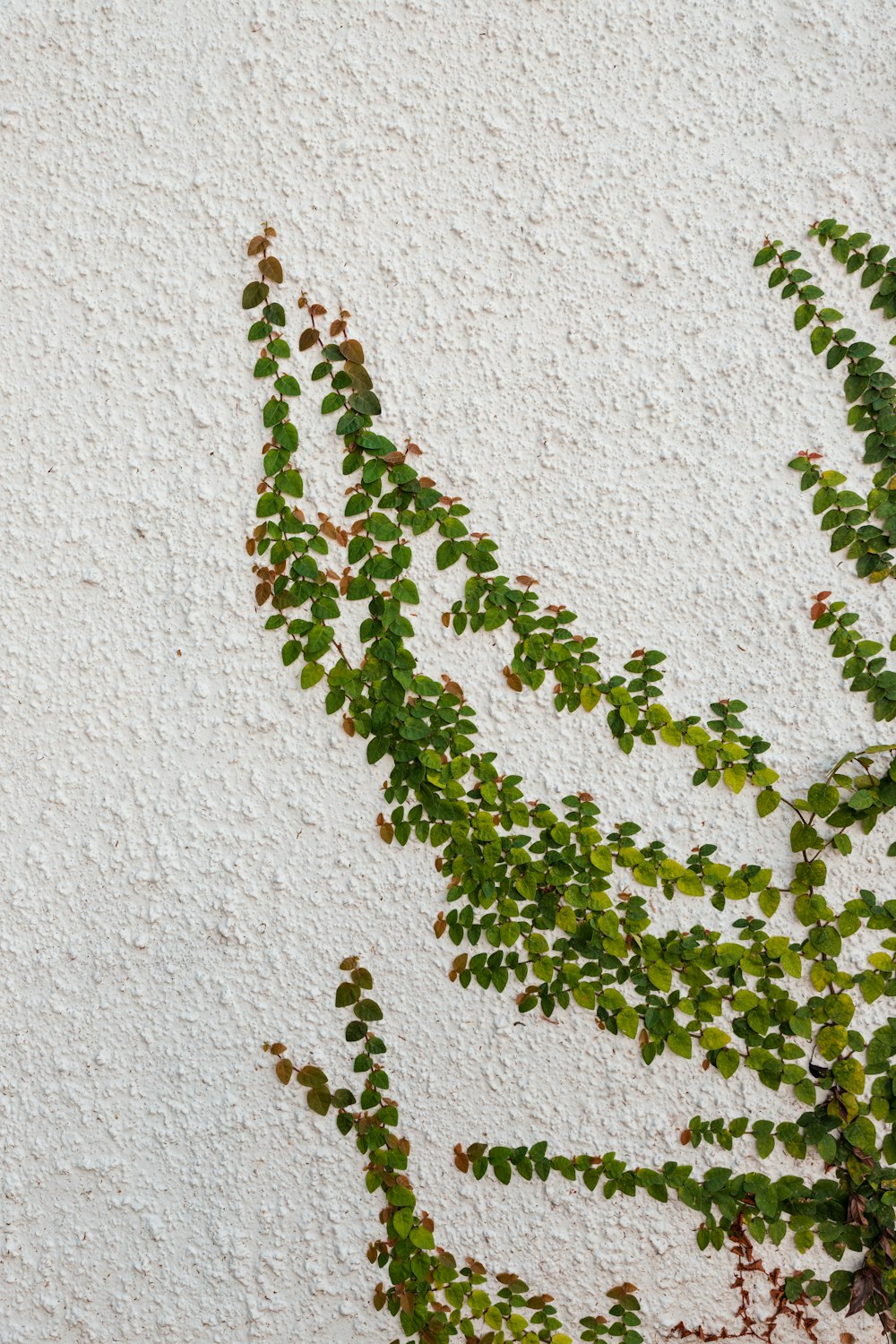 grüne und braune Pflanze auf weißer Betonwand