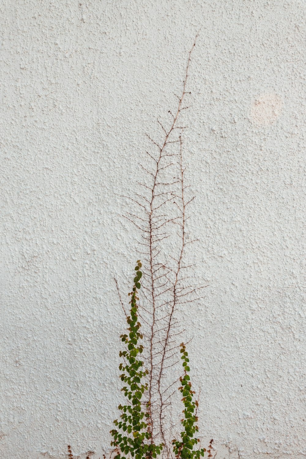 grüne Pflanze auf weißer Betonwand