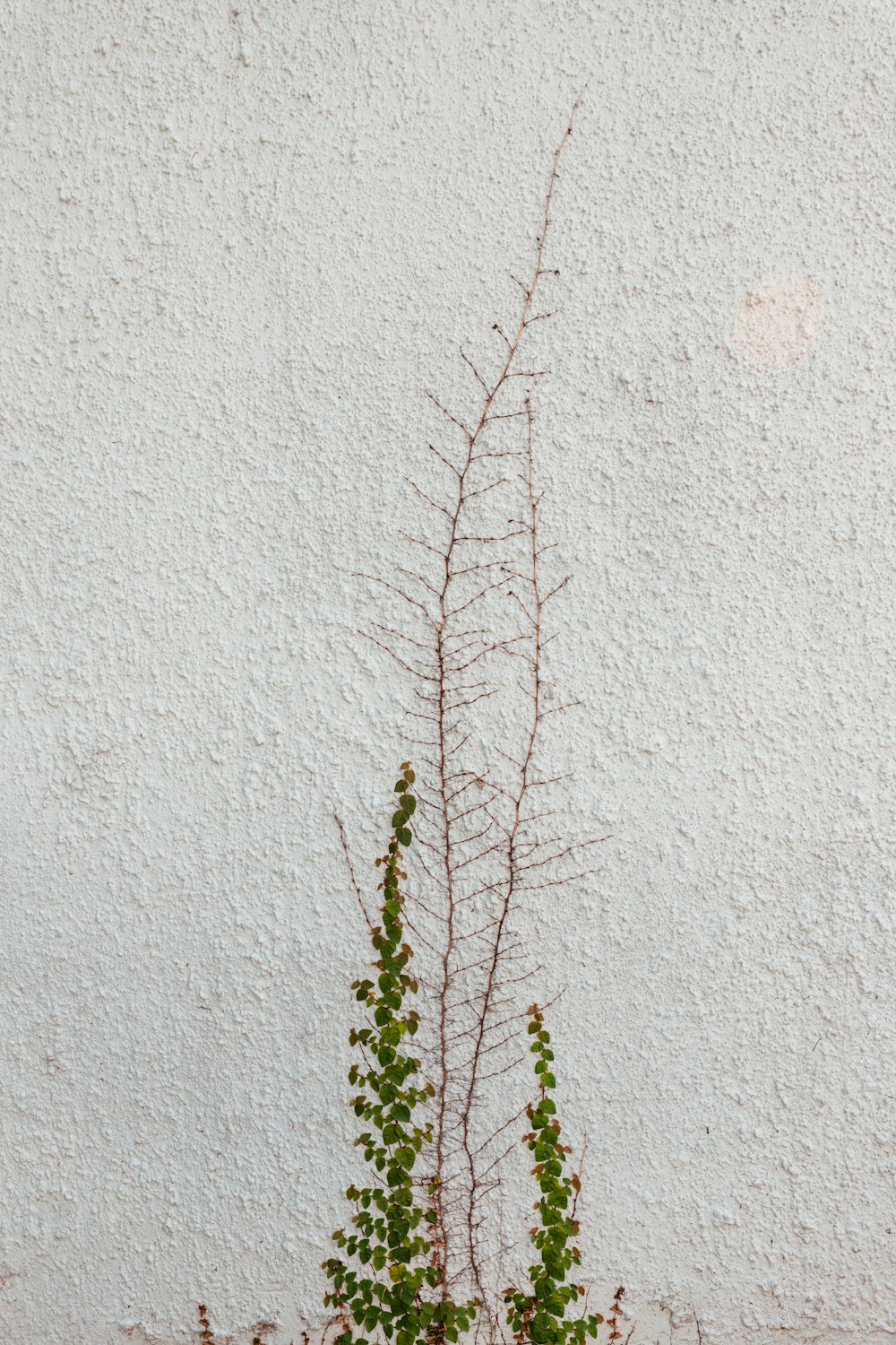 green plant on white concrete wall