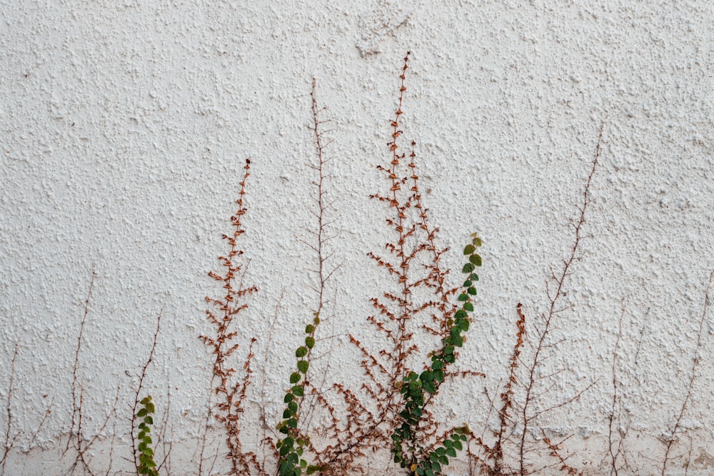 green and red plant beside white wall