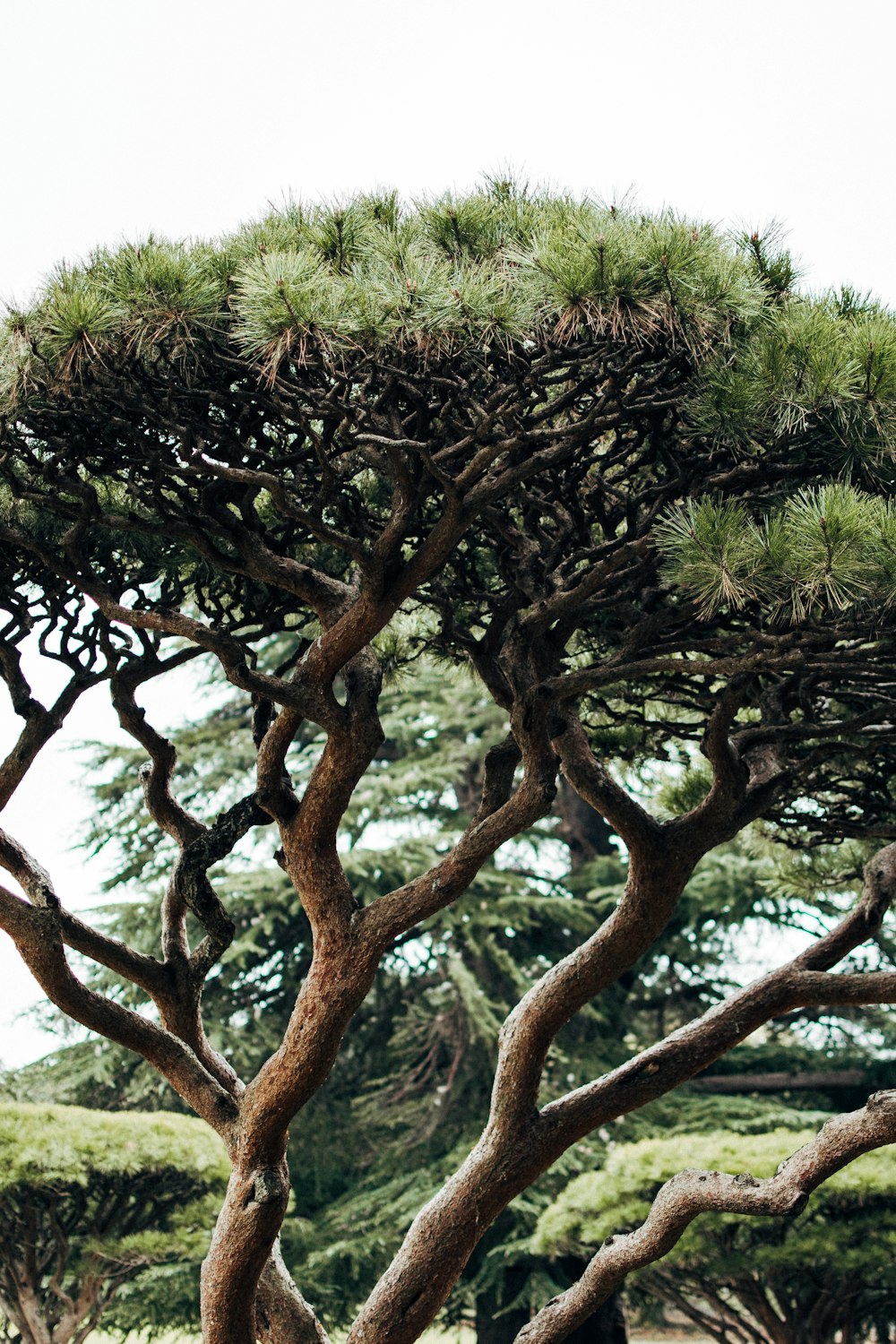 a large pine tree with lots of green leaves