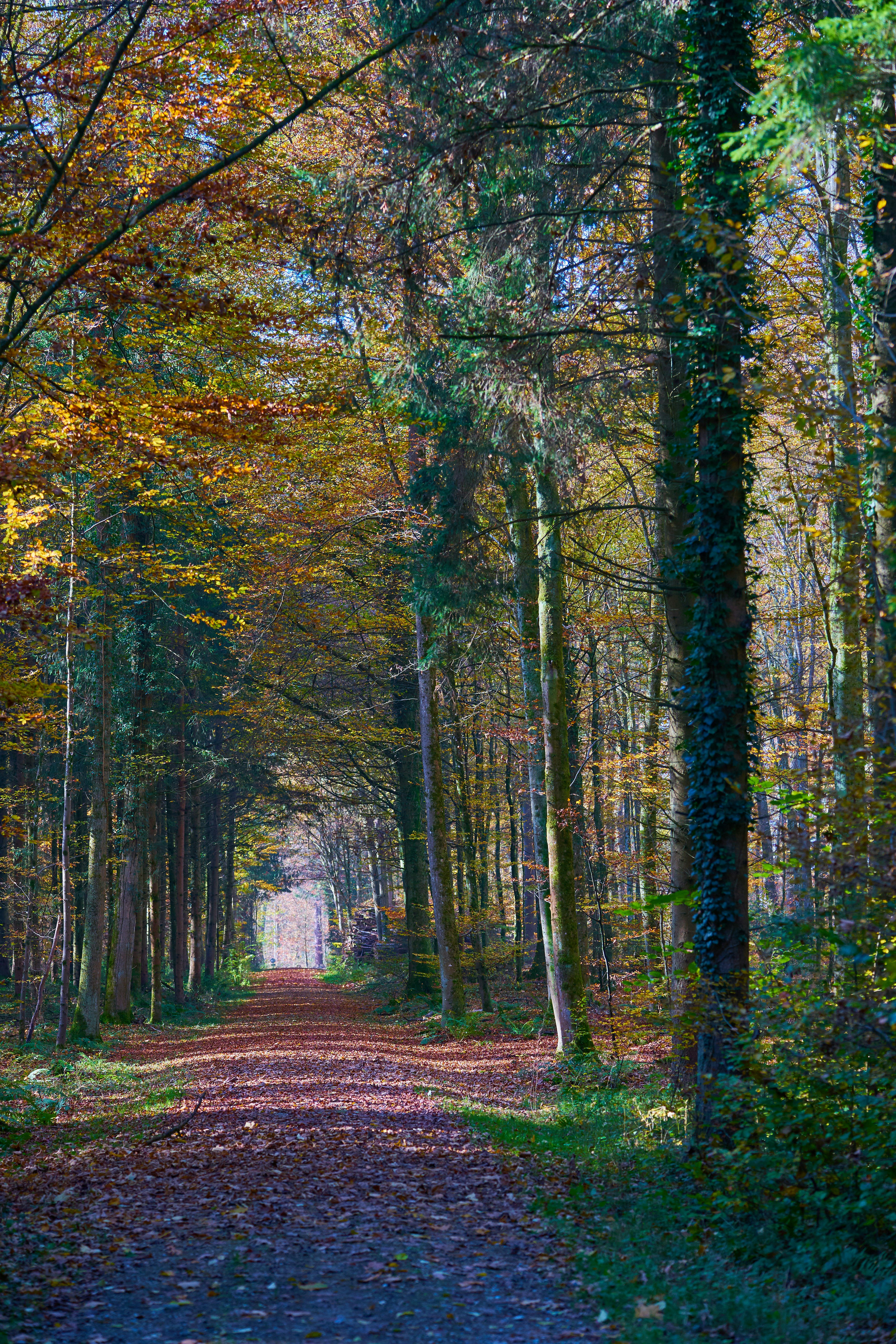 Photo by wolfgang_hasselmann