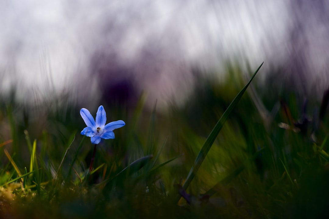 blue flower on green grass