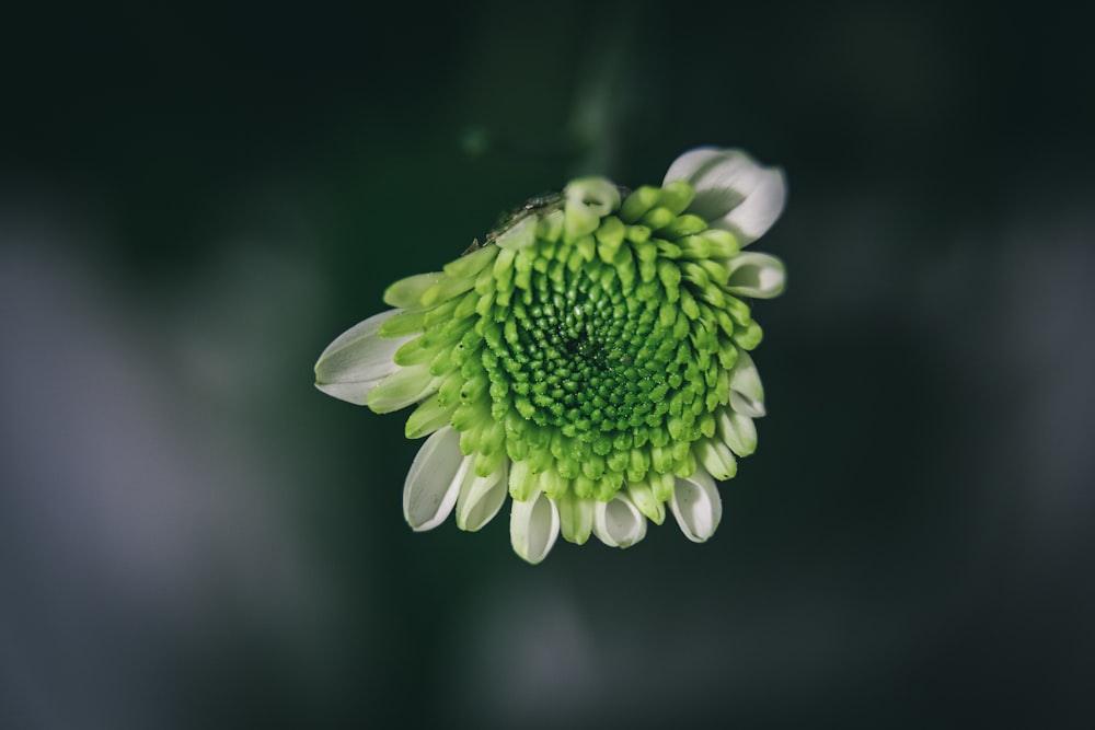white and green flower in macro lens