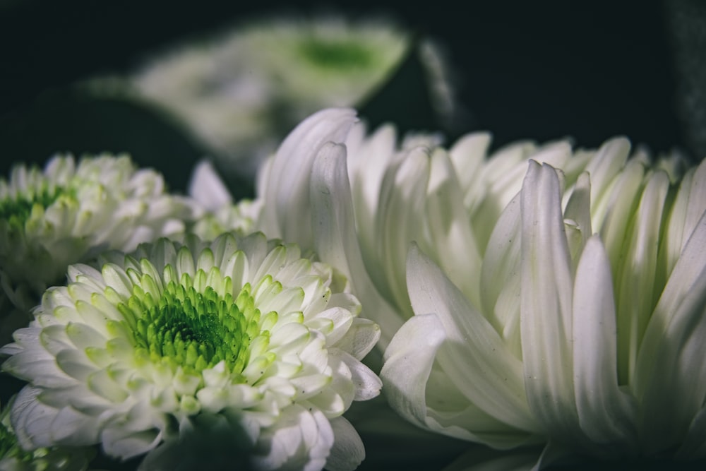 white flower in black background