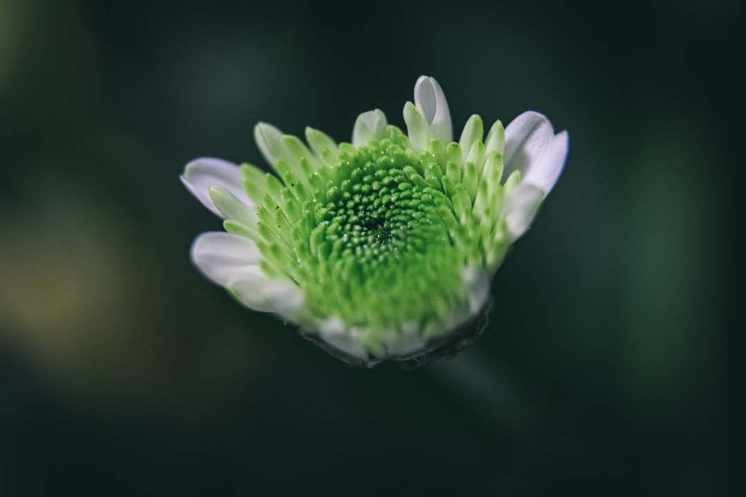 white and purple flower in macro shot