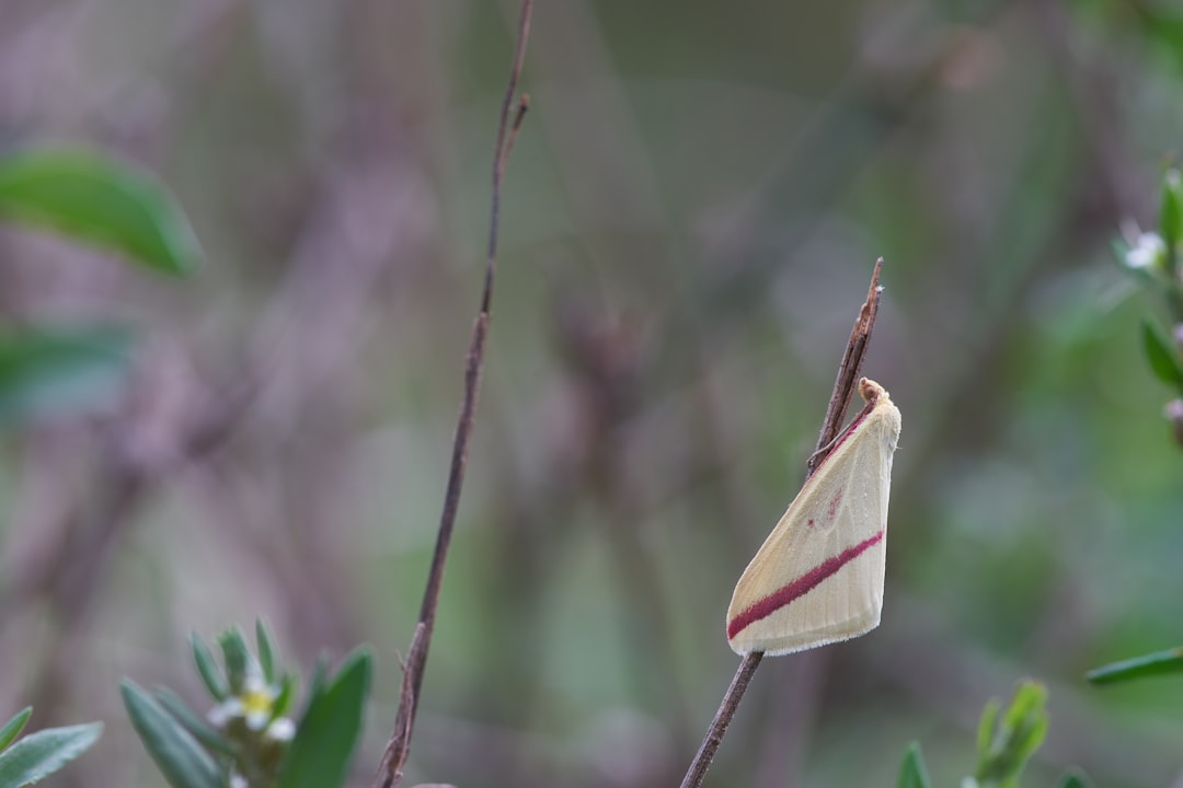 green and brown moth on green plant