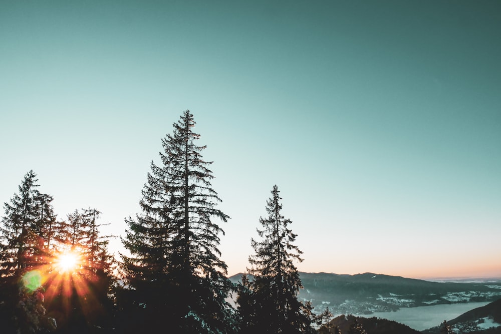 green pine trees under blue sky during daytime