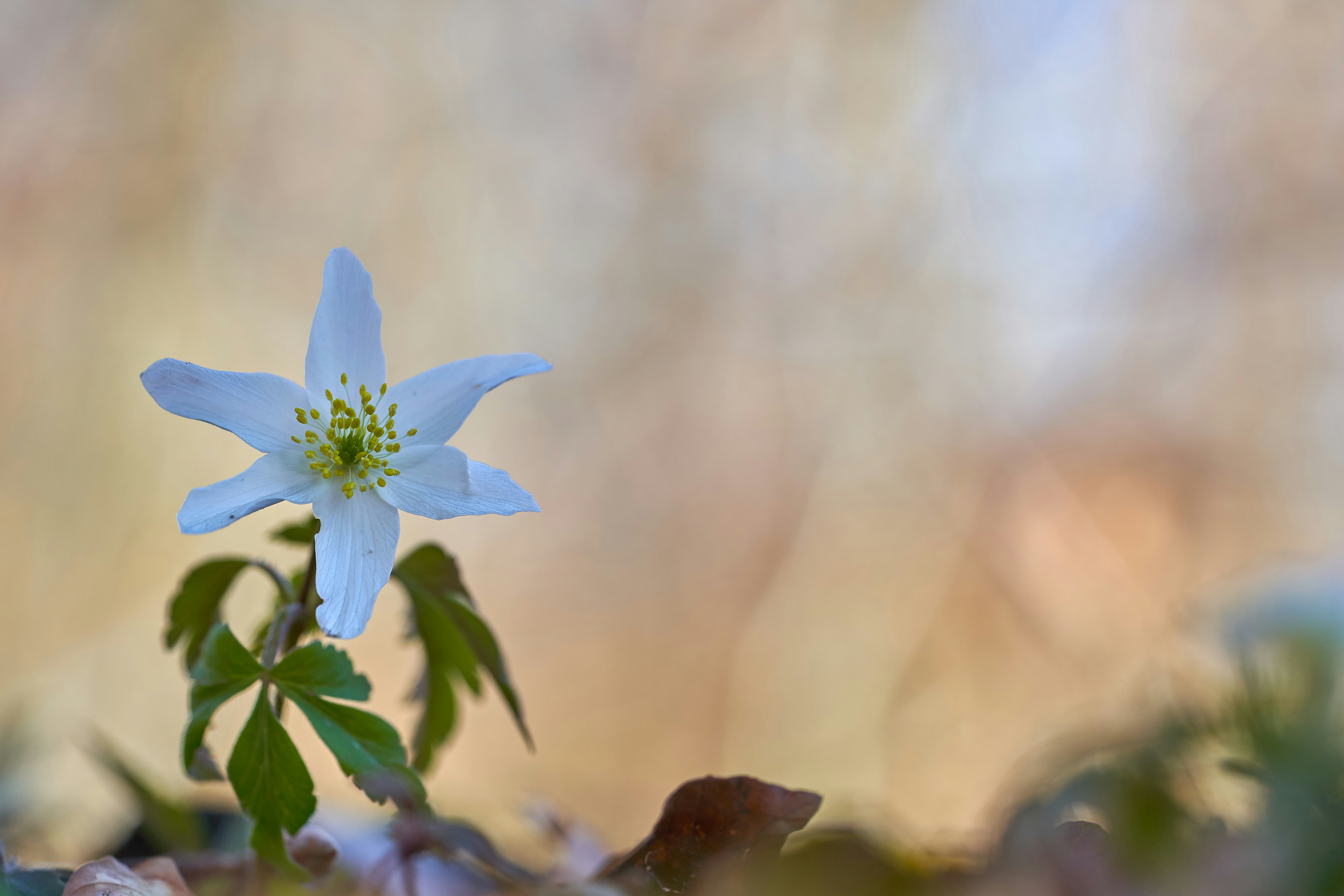 Photo by wolfgang_hasselmann