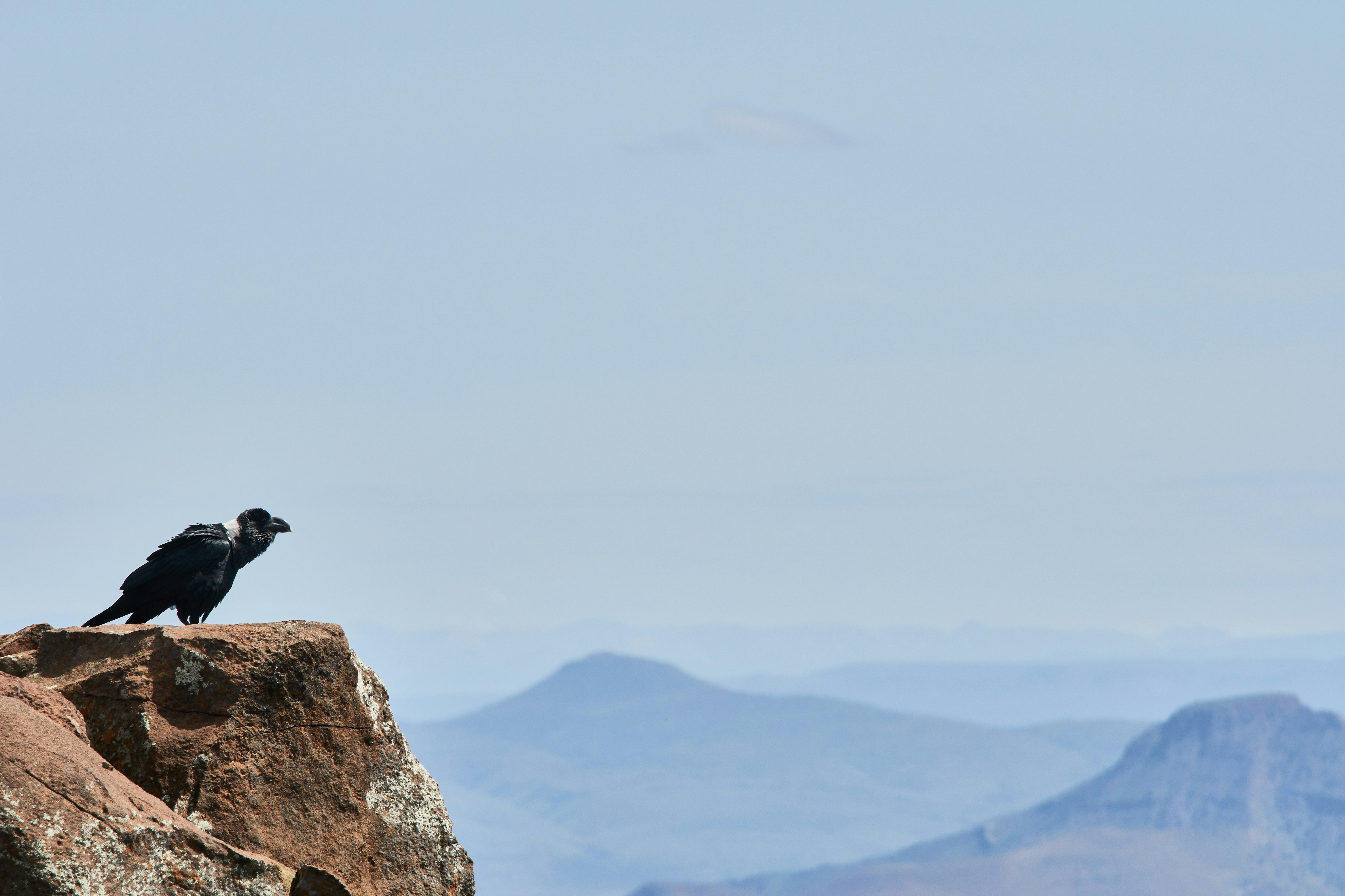 Photo by wolfgang_hasselmann