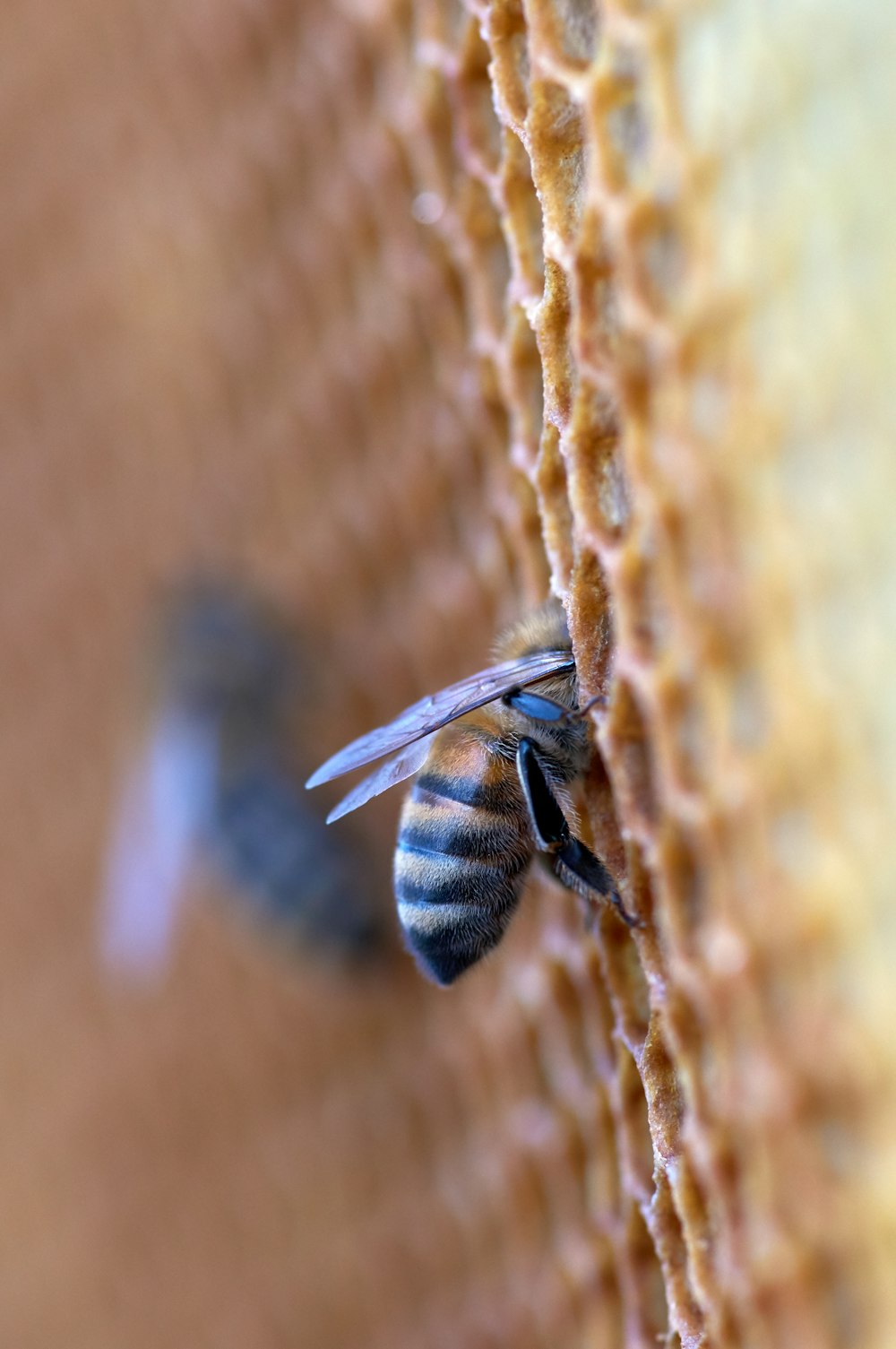 black and yellow bee on brown textile