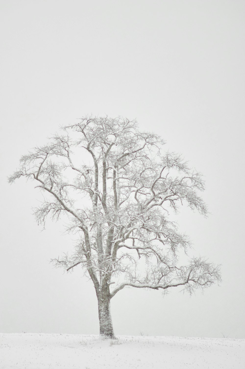 leafless tree under white sky