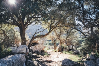 green trees on brown soil during daytime