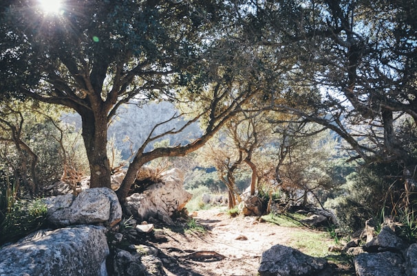 green trees on brown soil during daytime