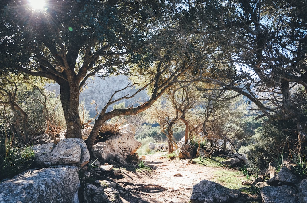 green trees on brown soil during daytime