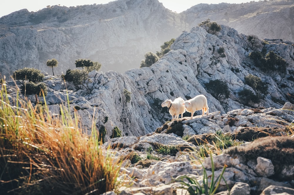 white sheep on rocky mountain during daytime
