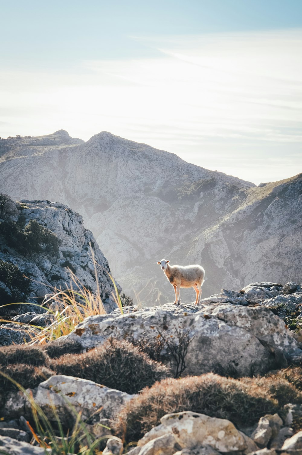 cão branco e marrom de pelagem curta na montanha rochosa durante o dia