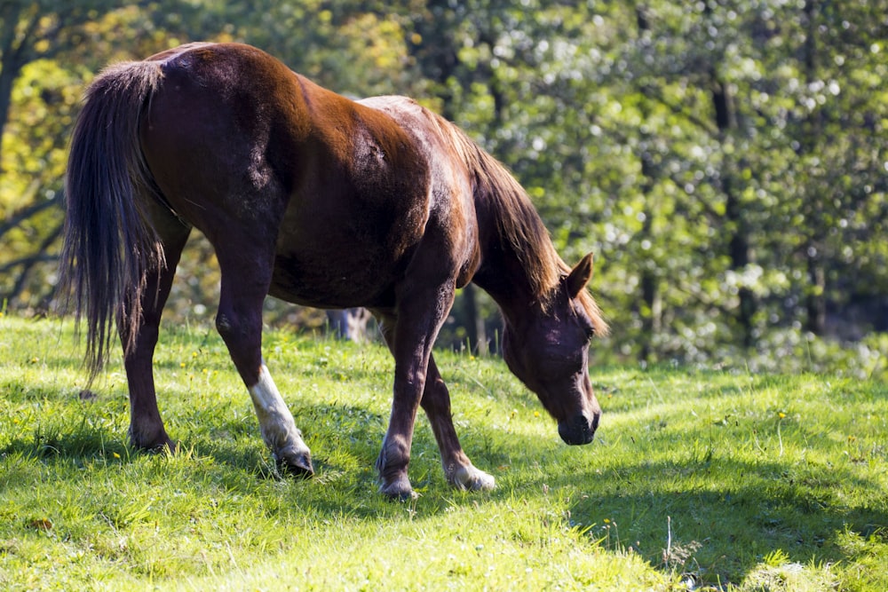 brown horse on green grass field during daytime