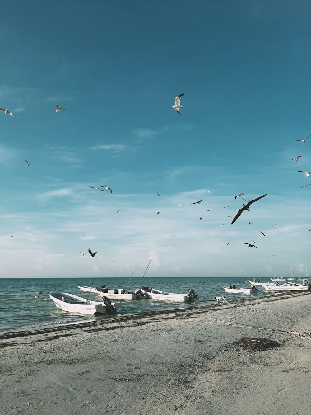 flock of birds flying over the sea during daytime